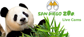 Image of panda, binoculars and text "live cams"